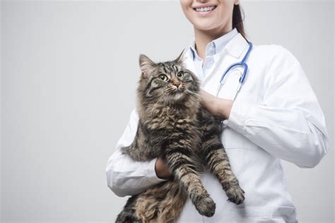 Abscesses In Cats Causes Symptoms And Treatment
