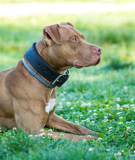Red Nose Pitbull Facts 30 Things You Never Knew About Them 2024