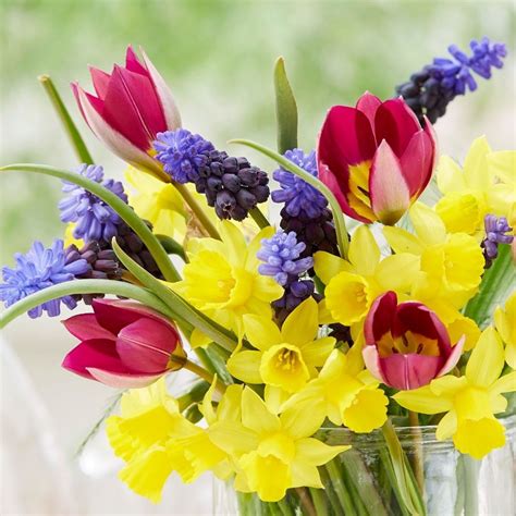 Buy Bulb Collection Spring Bouquet Bulb Collection £1695 Delivery By