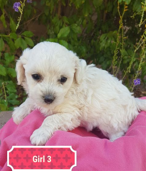 A deposit of $500 is required to book a spot on the list. Golden Doodle Puppies For Sale | Tucson, AZ #315002