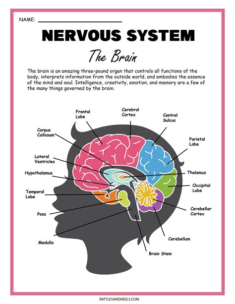Nervous System Grade 5 Worksheet
