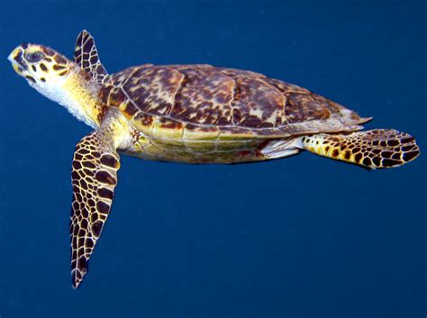 Hawksbill Turtle Sean Oshaughnessey