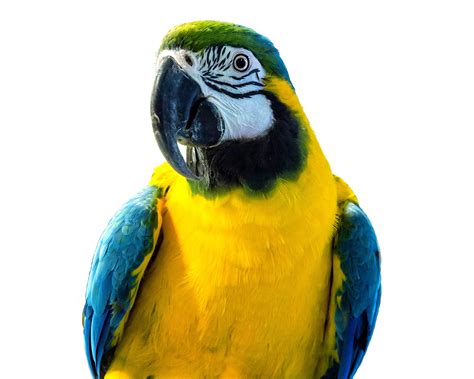 Birds Parrots Beak White Background Animals Wallpapers Wallpapers