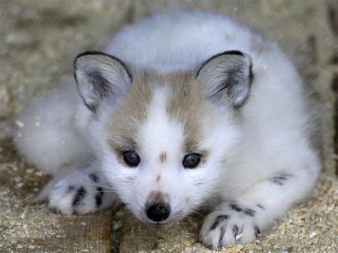 Two Month Old Baby Arctic Fox Raww