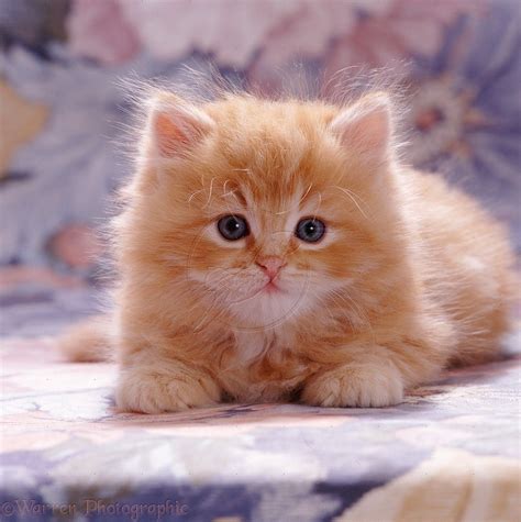 Fluffy Ginger Female Kitten Photo Cute Cats And Dogs Fluffy Kittens