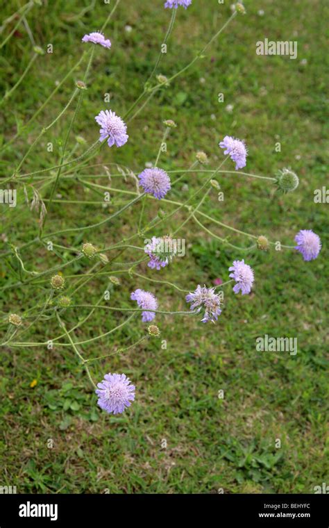 Field Scabious Knautia Arvensis Dipsacaceae Stock Photo Alamy
