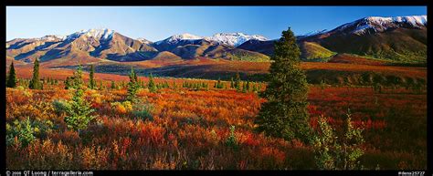 Panoramic Picturephoto Tundra Scenery With Trees And Mountains In