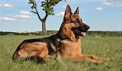 Pastore Tedesco: un cane di carattere, nobile e prezioso | best5.it
