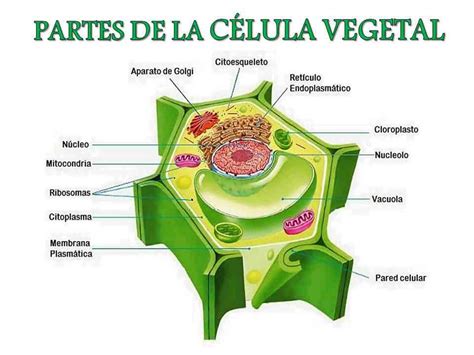 Celula Vegetal Gambaran