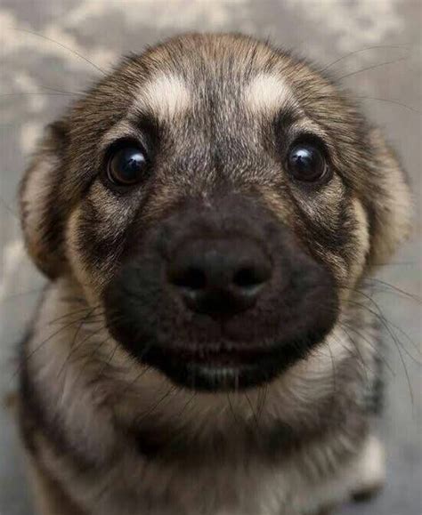 Puppy Eyes Aww