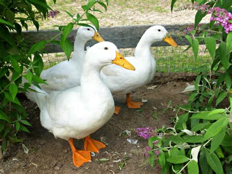 They are very messy if kept in small areas and may reduce your garden to mud if. Best Duck Breeds for Pets and Egg Production | HGTV