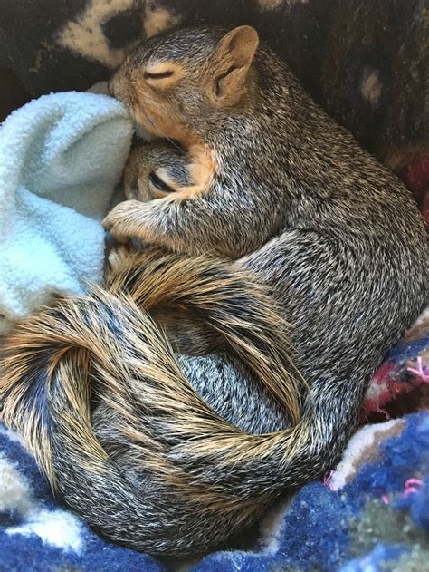 The Squirrels Are Coming California Wildlife Center