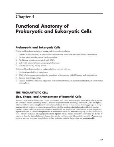 chapter 4 functional anatomy of prokaryotic and eukaryotic cells