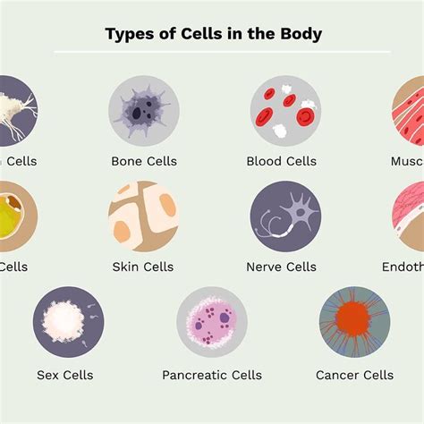 Human Body Cell Human Body Cell Structure