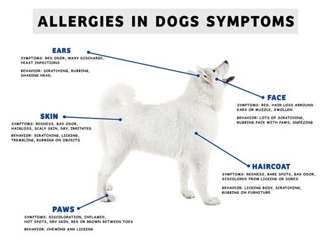 4 Signs Your Pet Could Be Suffering From Allergies Vet In Toney