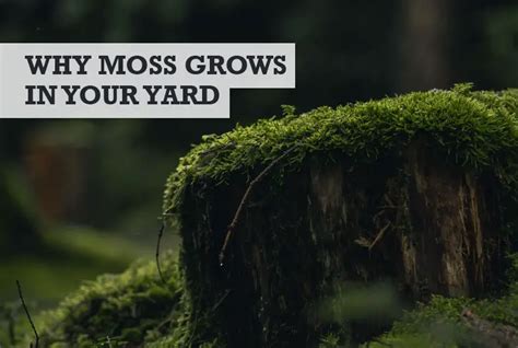 Why Is Moss Growing In My Yard Moss In Yard Causes
