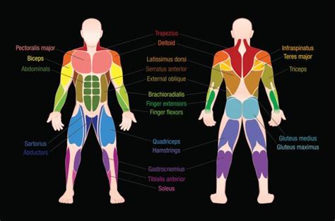 Background Of The Muscular System Diagram Labeled Illustrations