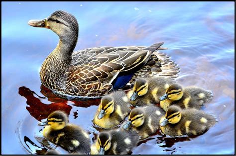 Duck Ducklings Lake Free Photo On Pixabay Pixabay