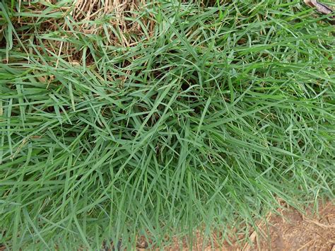 Getting To Know The Best North Texas Grass Types
