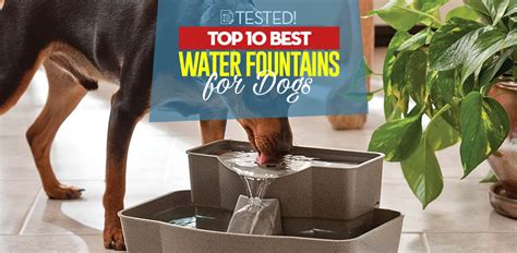 Top 10 Best Dog Water Fountain Choices Of 2018 Tested And Reviewed