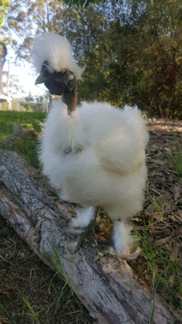 White Frizzle Showgirl Naked Neck Silkie Chicken Rooster Livestock Hot Sex Picture