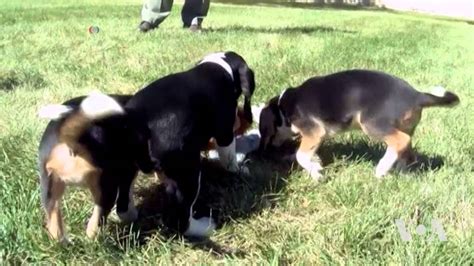 Scientists Produce First Test Tube Puppies Youtube