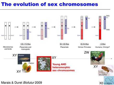 PPT The Evolution Of Sex Chromosomes From Humans To Non Model Organisms PowerPoint