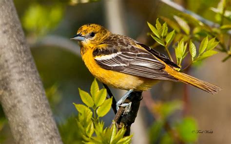 Fred Walsh Photos Baltimore Oriole Male And Female