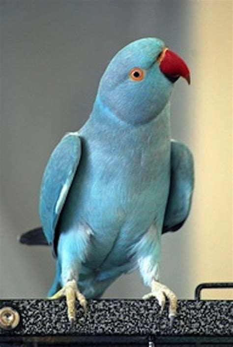 Gorgeous Blue Parrot Pet Birds Animals Animals Beautiful