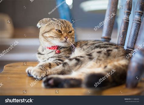 A Cat Stock Photo 511488469 Shutterstock