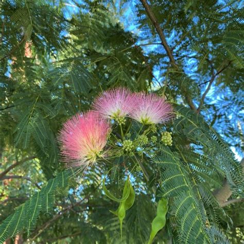 Mimosa Blooms Mimosa Tree Fast Growing Trees Bloom