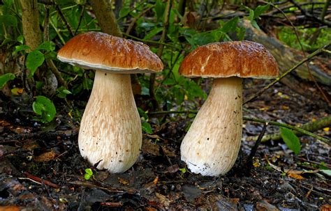 The 12 Best Edible Wild Mushrooms 2022