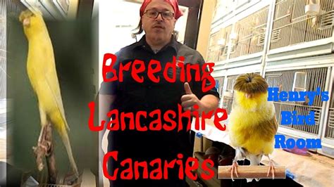 Breeding Lancashire Canaries Henrys Bird Room Tips And Diy Info For