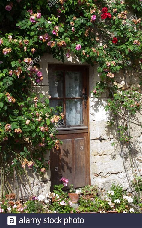 Cottage Roses Around The Door High Resolution Stock Photography And
