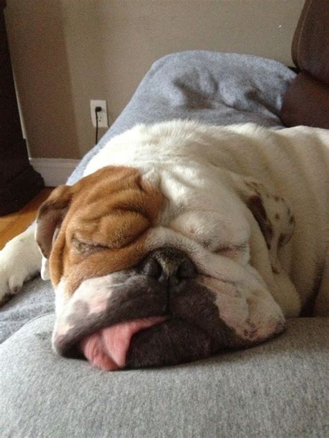 44 English Bulldogs Sleeping In Totally Ridiculous Positions The Paws