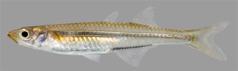 Silverside Minnows Of The Florida Panhandle Ufifas Extension