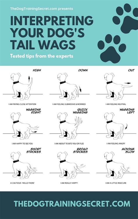 Pin By Nes Ko On Cute Dogs Dog Body Language Dog Training Tips