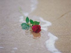 Red rose wallpapers and stock photos. 10 Roses on the beach ideas | beach, flowers, rose