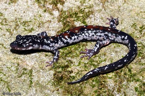 Yonahlossee Salamander Plethodon Yonahlossee