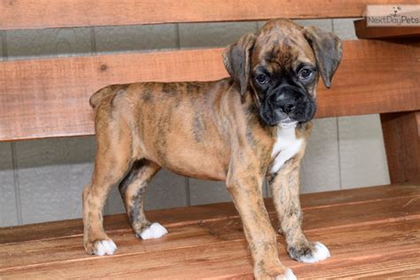 Lisa is the person who helped me find my new baby and was wonderful the whole way. Ginger: Boxer puppy for sale near Kansas City, Missouri. | ec1ddb91-6291