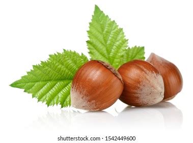 Group Hazelnuts Green Leaves Isolated On Stock Photo