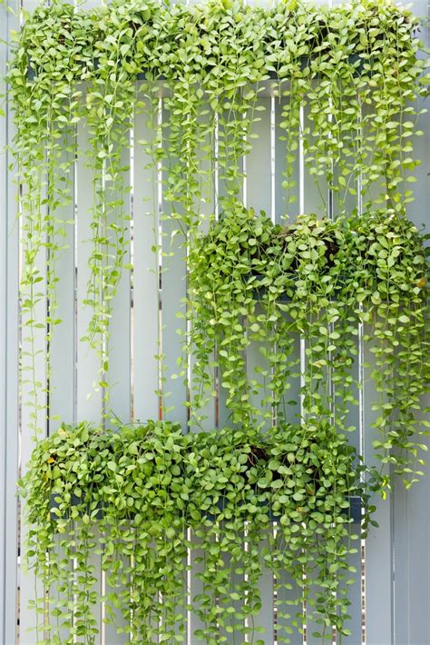 How To Make A Plant Wall Outdoor Easy Amazing Modern Diy Living Plant