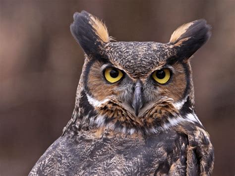 Great Horned Owl Symbolism