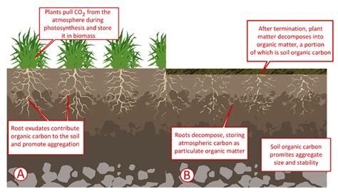 Cover Crops And Carbon Sequestration Benefits To The Producer And The