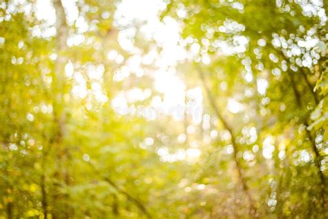 Sunny Forest Bright Rays Of Sun And Green Leaves Stock Image Image