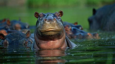 Hippopotamus Hippopotamus Animals Hippo