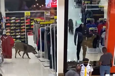 Nu sentral (nu sentral parking rate). Wild Boar Strays Into Sports Outlet At Alamanda Shopping ...