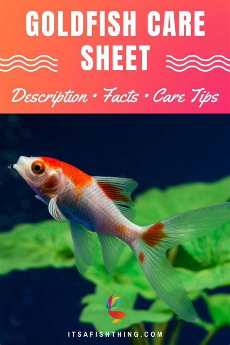 How To Take Care Of Goldfish Vet Approved Beginners Guide Hepper