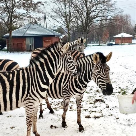 Dzień Zebry Zoo Borysew