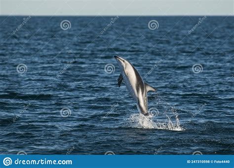 Dusky Dolphin Jumping Stock Photo Image Of Playful 247310598